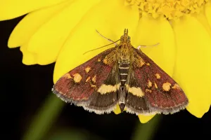 A pretty micro-moth on Corn Marigold A pretty micro-moth on Corn Marigold