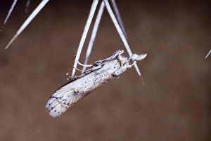 Prickly Pear Moth - Adult resting on spine of prickly pear Prickly Pear Moth - Adult resting on spine of prickly pear