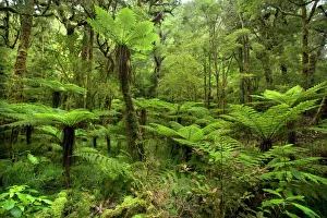 pristine rainforest - with many tree ferns and lush moss - and lichen-covered native trees along path to Moria Gate pristine rainforest - with many tree ferns and lush moss - and lichen-covered native trees along path to Moria Gate
