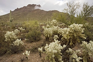 Protected fragment of the Sonoran desert in the Tucson Mountain Park, near Tucson Protected fragment of the Sonoran desert in the Tucson Mountain Park, near Tucson