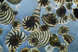 Mediterranean Marine Life Prints: Protozoa E. Mediterranean