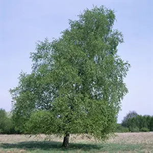 Deciduous Trees Images Prints: Pubescent Birch - May, in full leaf