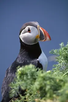 Coastal Wildlife Pictures Prints: Puffin