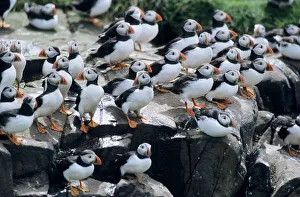 PUFFIN - Birds resting on cliff top PUFFIN - Birds resting on cliff top
