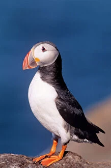 Images Dated 17th November 2005: Puffin UK