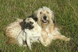 Pug Dog with Mongrel - Lying down together in grass Pug Dog with Mongrel - Lying down together in grass