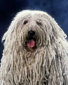 Puli / Hungarian Sheepdog - With mouth open Puli / Hungarian Sheepdog - With mouth open