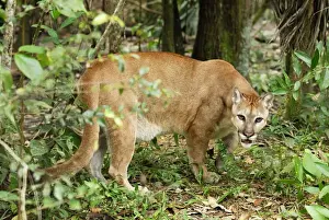 Thomas Marent Photography Prints: Puma Belize