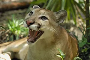 Puma Belize Print