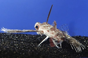 Purple Flying Gurnard, Japanese waters, north Pacific. marine fish Purple Flying Gurnard, Japanese waters, north Pacific. marine fish