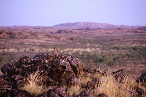 Purple-necked Rock-wallaby - in shrub plain habitat Purple-necked Rock-wallaby - in shrub plain habitat