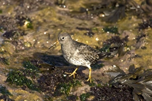 Purple Sandpiper - standing on seaweed covered rock Purple Sandpiper - standing on seaweed covered rock