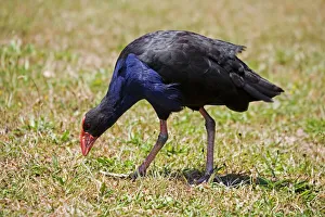 Purple Swamphen / Pukeko / Purple Gallinule Purple Swamphen / Pukeko / Purple Gallinule