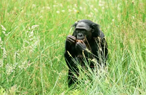 Pygmy / Bonobo Chimpanzee - within grass, eating Pygmy / Bonobo Chimpanzee - within grass, eating
