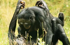 Pygmy / Bonobo CHIMPANZEE - mating Pygmy / Bonobo CHIMPANZEE - mating