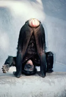 Pygmy / Bonobo Chimpanzee - mooning keeper for attention Pygmy / Bonobo Chimpanzee - mooning keeper for attention