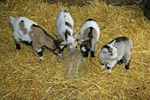 Pygmy Goat kids investigating a polythene bag Pygmy Goat kids investigating a polythene bag