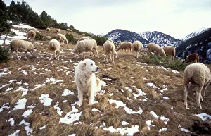 Pyrenean Mountain DOG - protecting sheep Pyrenean Mountain DOG - protecting sheep