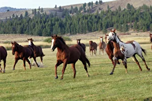 Quarter / Paint Horses - running Quarter / Paint Horses - running