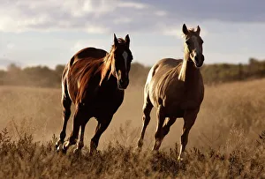 Quarter / Paint Horses - running Quarter / Paint Horses - running