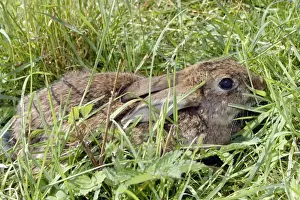 European Rabbit Image Prints: Rabbit