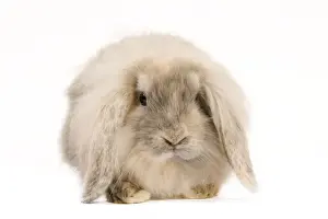 Mammals Domestic Pets Prints: Rabbit