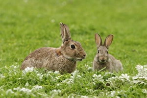Rabbit - Adult with youngster in meadow Rabbit - Adult with youngster in meadow