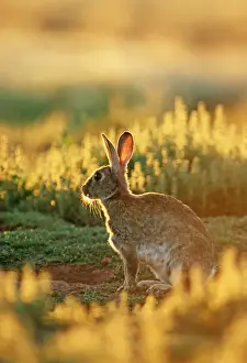 Prints of JPF-8284 RABBIT - SUNSET GLOW Australia Oryctolagus cuniculus Jean Paul Ferrero Please note that prints are for personal display purposes only and may not be reproduced in any way. Images Dated 2010 November: Australia Rabbit Print - Oryctolagus cuniculus at Sunset