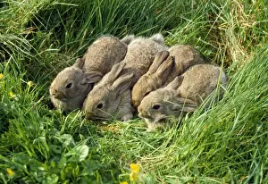 Wild Rabbits Prints: Rabbit - babies