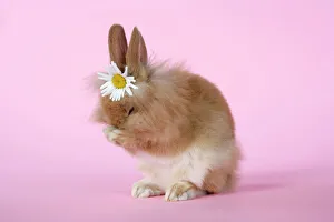Rabbit - baby lion head rabbit (6 wks old) sneezing Rabbit - baby lion head rabbit (6 wks old) sneezing