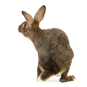 Unique Pet Photography Gifts Prints: Rabbit - Belgian Hare