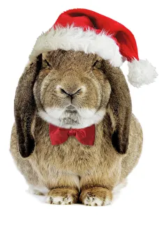 Rabbit Belier francais breed - wearing CHristmas hat & bow tie Rabbit Belier francais breed - wearing CHristmas hat & bow tie
