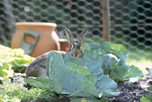 Rabbit in Cabbage Patch Print