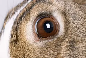 John Daniels Wildlife Photographer Prints: Rabbit - close-up of eye