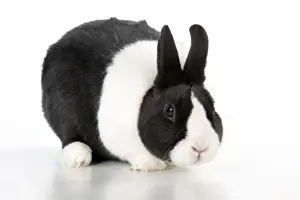 White Background Studio Pets Prints: RABBIT - Dutch