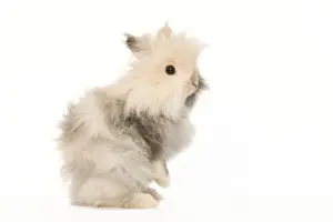 White Background Studio Pets Prints: Rabbit - dwarf angora in studio