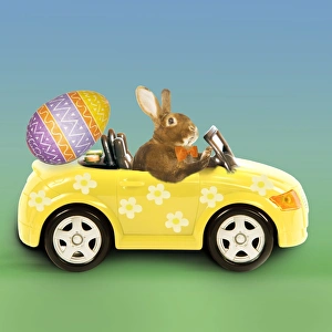 Rabbit - Easter Bunny driving car with Easter egg Rabbit - Easter Bunny driving car with Easter egg