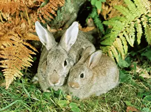Prints of LB-8557 RABBIT - parent with young in Autumn foliage. UK Oryctolagus cuniculus Ian Beames Please note that prints are for personal display purposes only and may not be reproduced in any way Images Dated 2010 November: Rabbit Parent and Young in Autumn Foliage Print