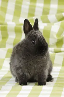Studio Rabbit Photography Prints: RABBIT. Rabbit sitting