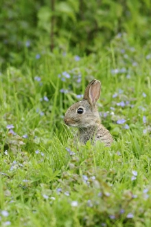 Rabbit - Youngster upright in meadow flowers side view Rabbit - Youngster upright in meadow flowers side view