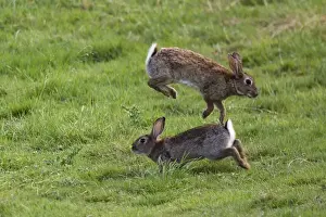 Rabbits Mating Behaviour Print