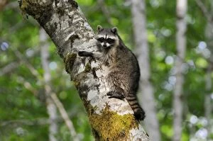 Alder Tree Collection: Raccoon - on side of red alder tree in an alder tree grove (often referred to as an alder bottom)