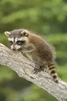 Nature Photography Prints Online Prints: Racoon