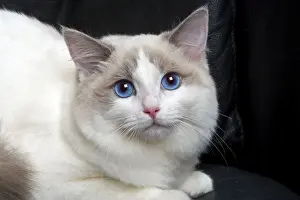Ragdoll Cat Breed Prints: Ragdoll Cat