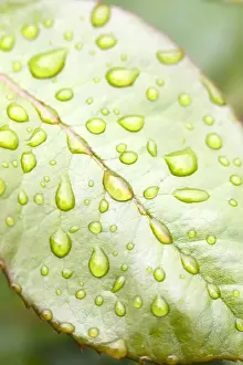 Personal Use Only Artwork Prints: Rain Drops on Rose Leaf
