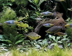 Rainbow Fish in Aquarium tank Rainbow Fish in Aquarium tank