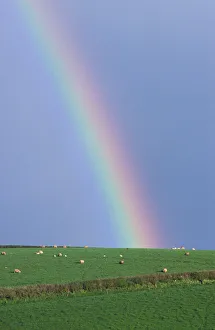 Rainbow above green hill with sheep Rainbow above green hill with sheep