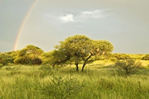 Rainbow - In Kalahari - Botswana Rainbow - In Kalahari - Botswana