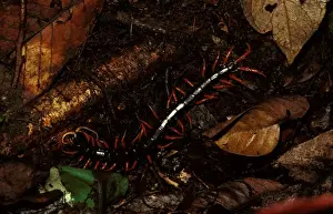 Tropical Forest Creatures Prints: A rainforest centipede