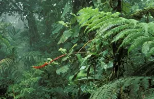 American National Parks Photos Prints: Rainforest Flowering bromeliad, Monteverde Cloud Forest Reserve, Costa Rica